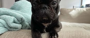 a Mini French Bulldog puppy posing for a picture