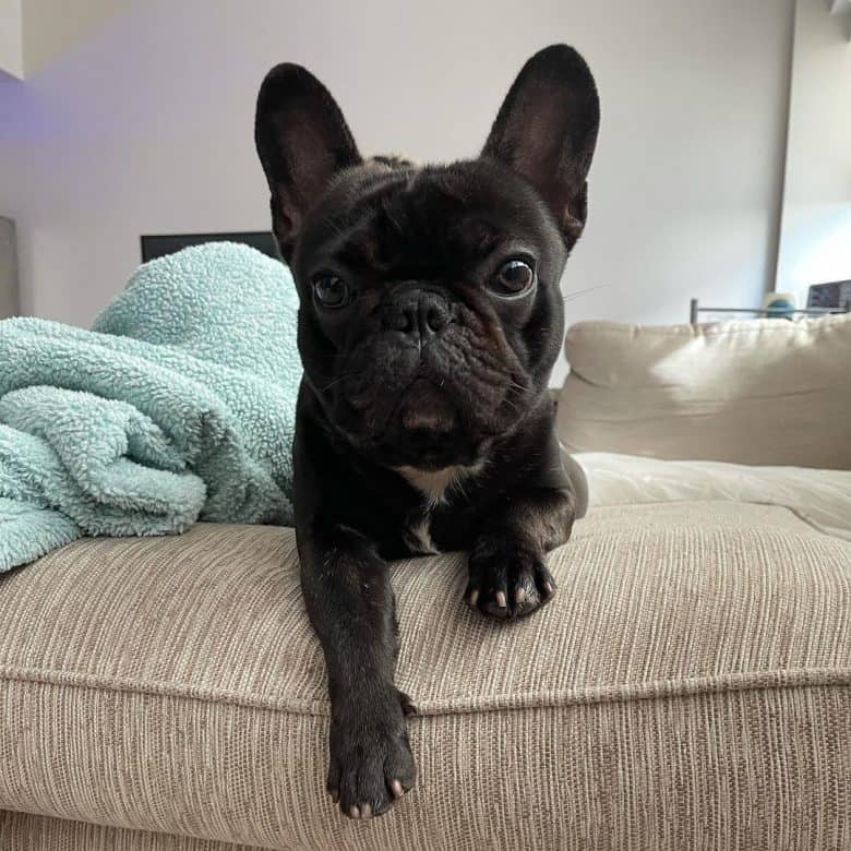 A Mini French Bulldog puppy posing for a picture