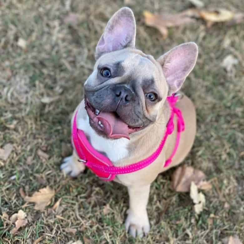 Um Micro Bulldog francês sorrindo docemente na câmara