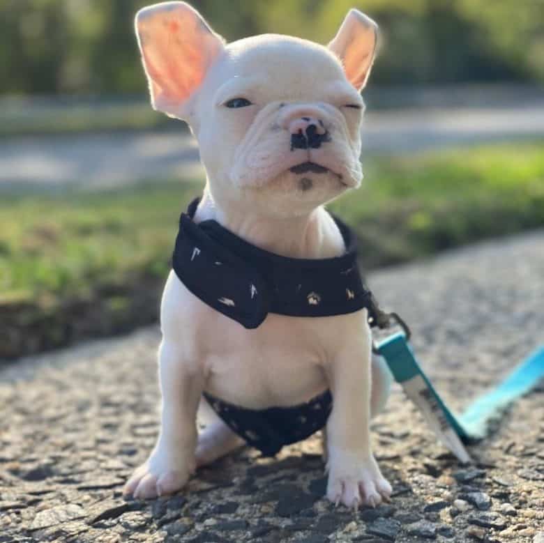  Un Mini Bouledogue Français plissant les yeux à cause de la lumière du soleil 