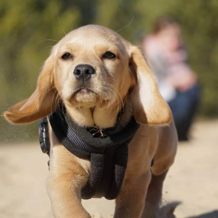 What are Mini Labs and are they healthy? K9 