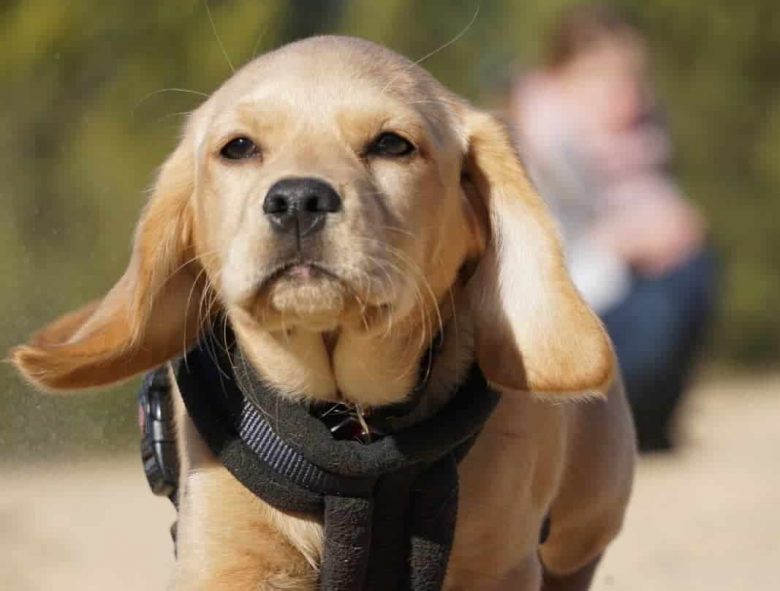 Mini Labrador close-up portrait