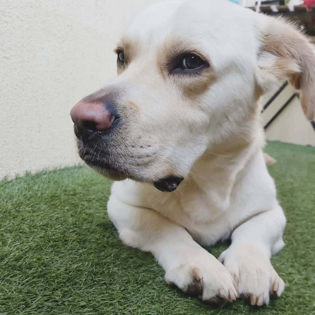 Mini Labrador Guide to Owning a Miniature Lab Dog K9 