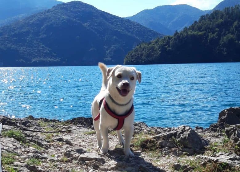 Mini Labrador posing near the sea