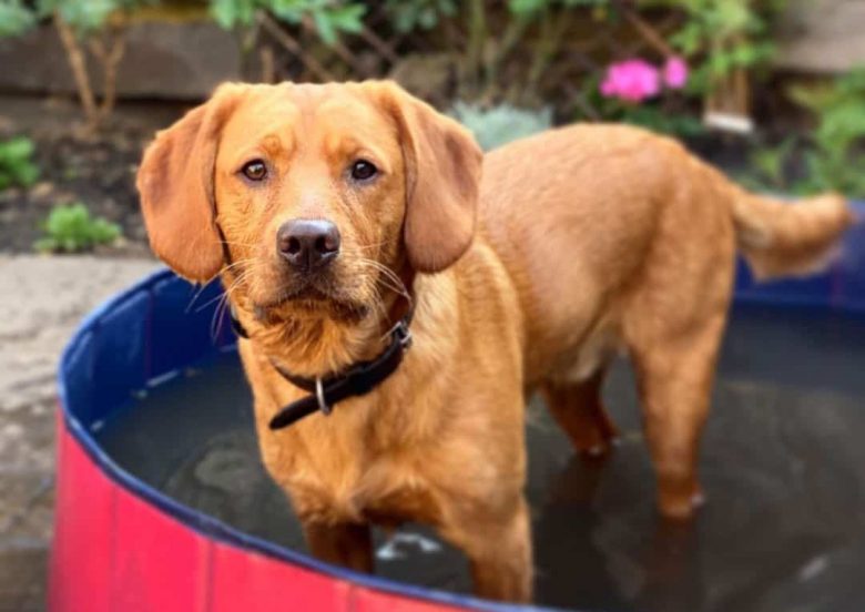 Mini Labrador standing in his pool