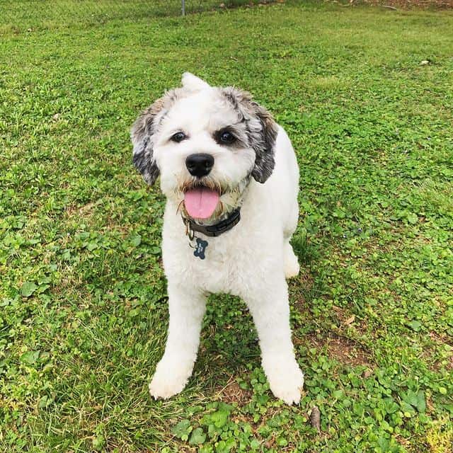 Smiling Mini Saint Berdoodle