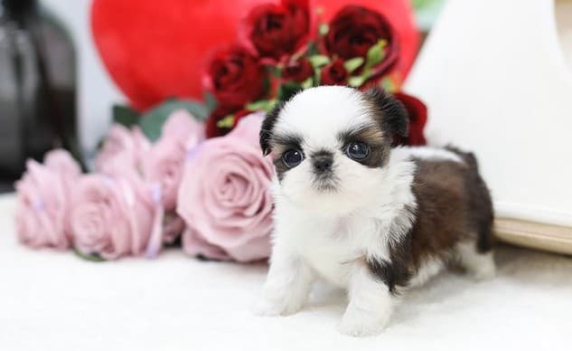 A Mini Shih Tzu puppy standing with flowers behind