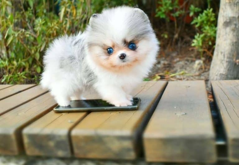 Teacup Pomeranians Should You Really Get One? K9 Web