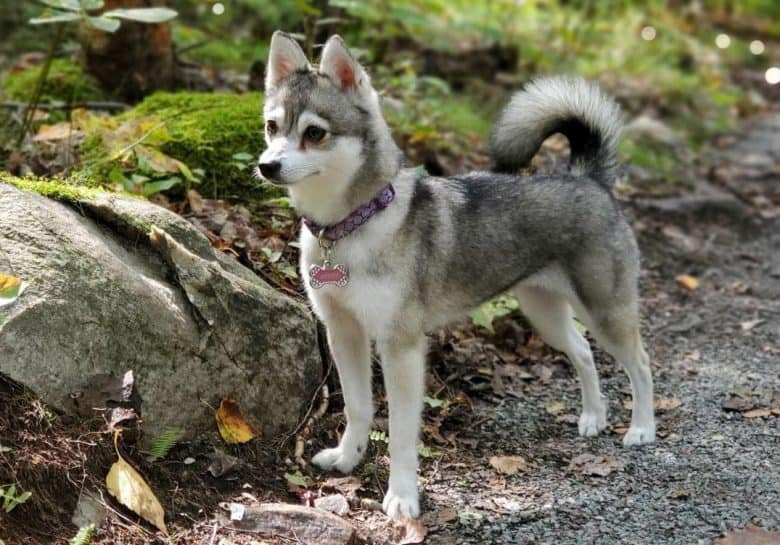 A Miniature Alaskan Klee Kai standing on a forest