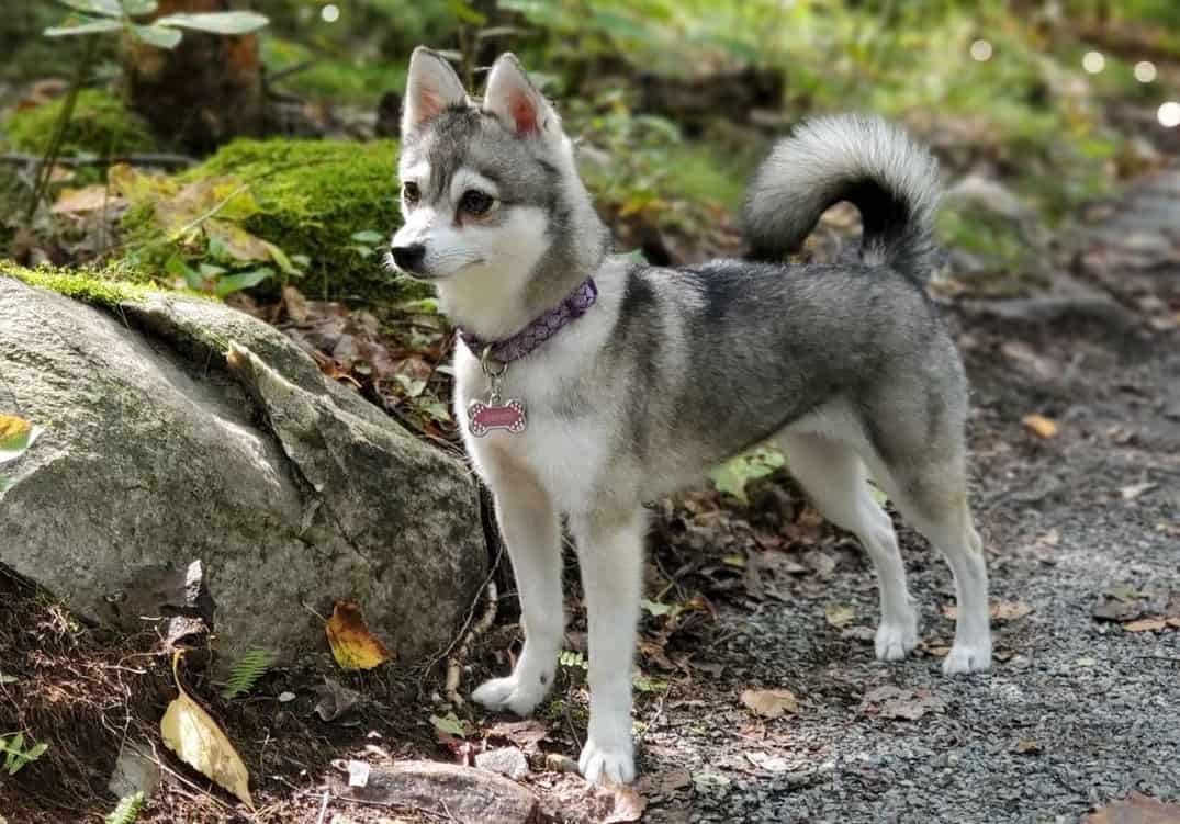 Alaskan Klee Kai Every Pet Owner's Guide to Raising a Mini Husky K9 Web