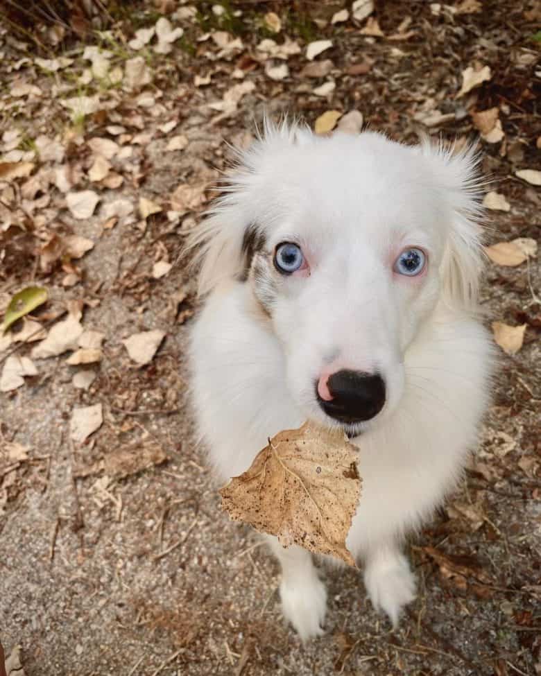 A Miniature Australian Shepherd biting a dried leaf