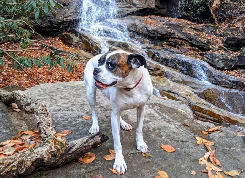 Miniature Boxer dog posing in a beautiful waterfalls