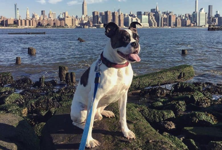 Miniature Boxer dog posing in a cityscape background