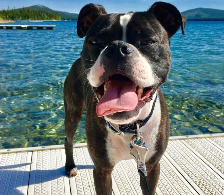 Miniature Boxer dog posing in a sea view