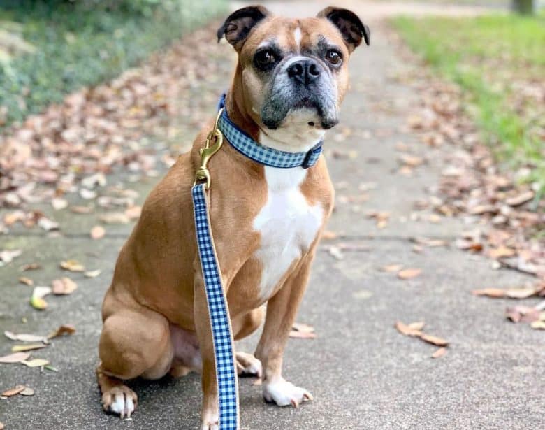 A Complete Guide to the Adorable Miniature Boxer - K9 Web