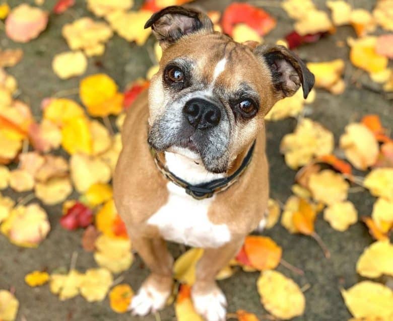 Miniature Boxer dog sitting on colorful fallen leaves
