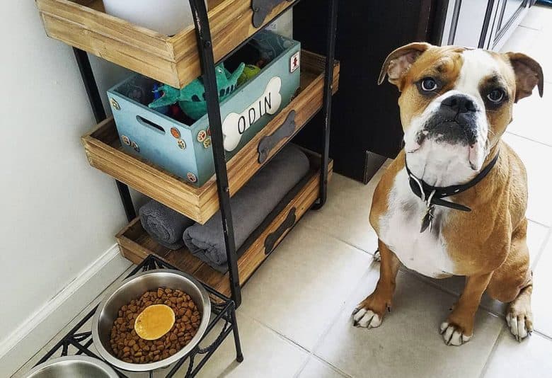 Miniature Boxer dog with his food