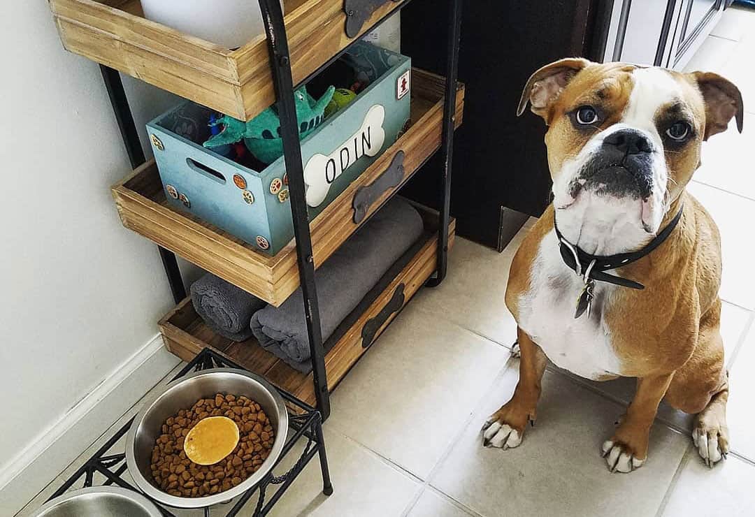 A Complete Guide to the Adorable Miniature Boxer K9 