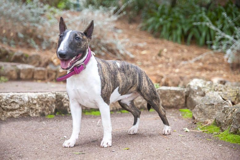 Female Miniature Bull-Terrier dog