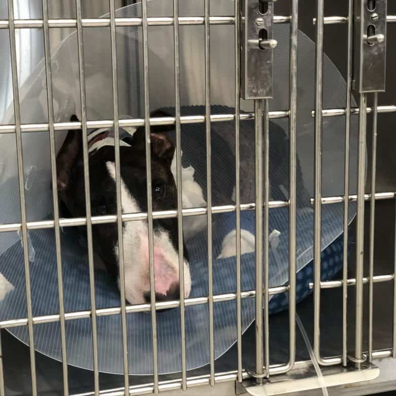 A Miniature Bull terrier on a cage
