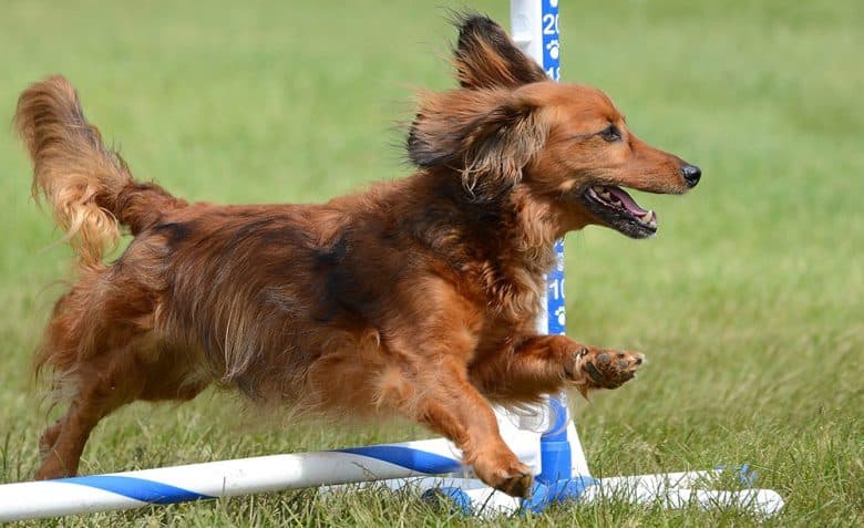 Miniature dachshund at a dog agility trial