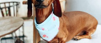 A Mini Dachshund with flamingo printed light blue bandan