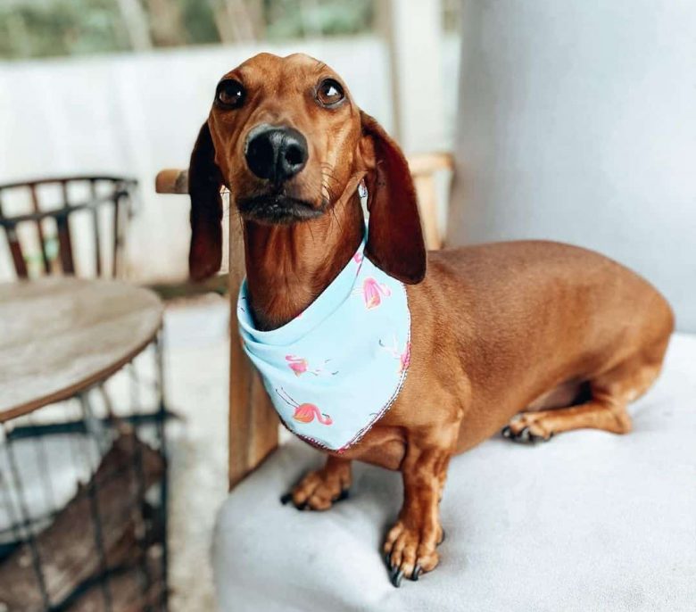 A Mini Dachshund with flamingo printed light blue bandan 