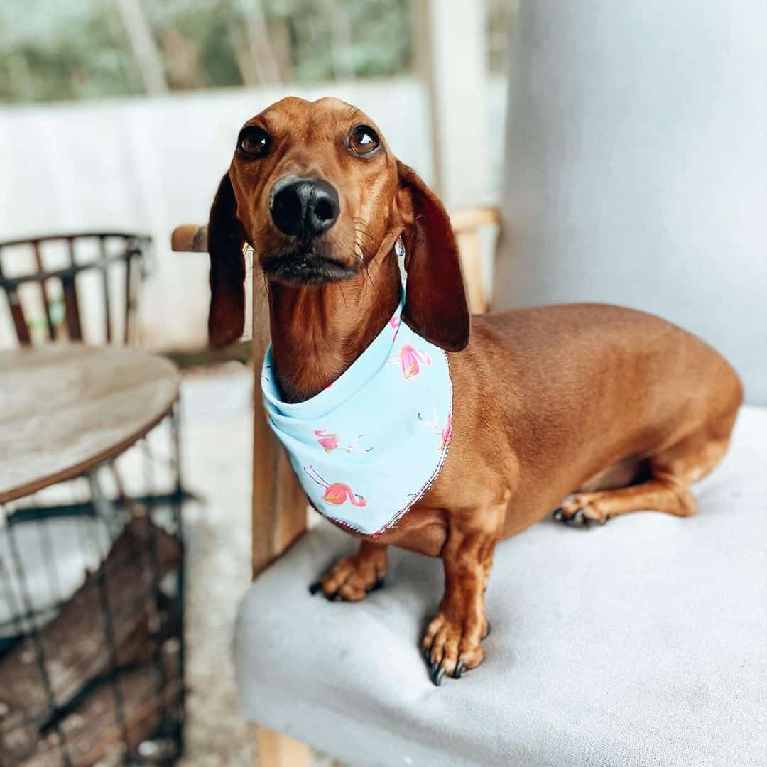 Everything You Need to Know About the Miniature Dachshund