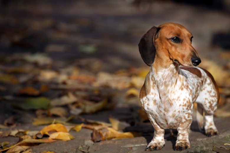 A Miniature Dachshund walking during a fall season