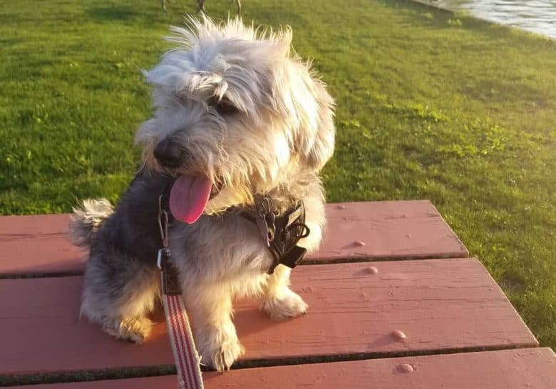 Miniature Pinscher and Schnauzer mix dog sitting on the outdoor table