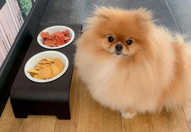 A brown Pomeranian with 2 different heart kibble