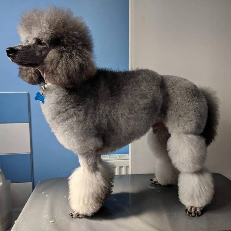 A gray Miniature Poodle standing after having an English Saddle Cut