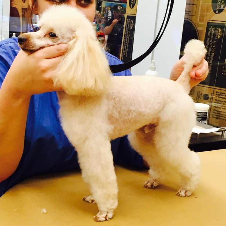 A Town and Country Cut on a Miniature Poodle
