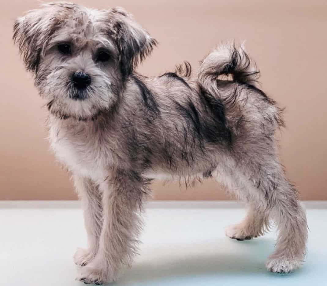 bichon shih tzu mix for sale near me