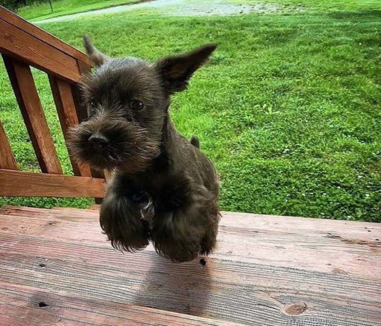 Miniature Schnauzer climbing the stair