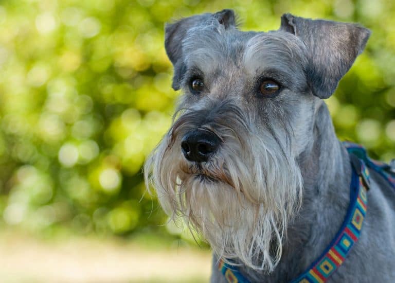 The Pocket Size Cutie The Miniature Schnauzer K9 