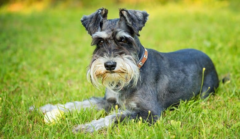 how much to feed 8 week old miniature schnauzer