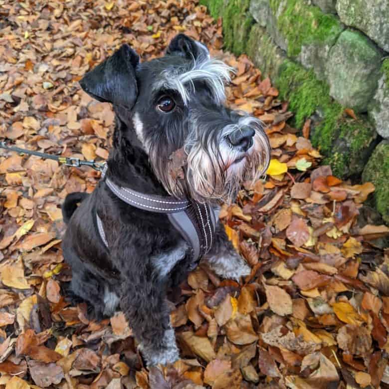 Miniature Schnauzer sitting on the bed of dried leaves