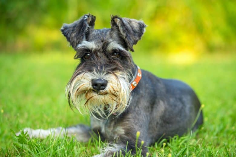 A Miniature Schnauzer smirking while laying on the grass