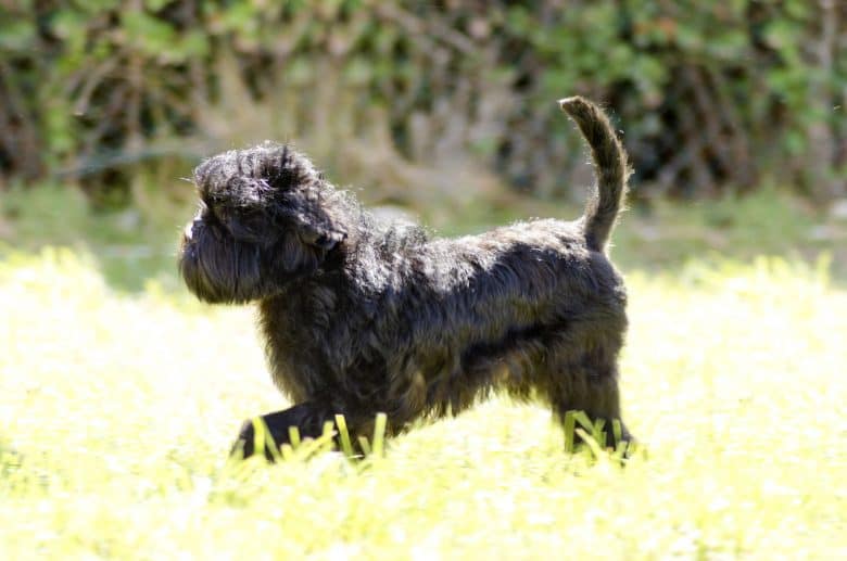 A Monkey Affenpinscher dog walking on the grass