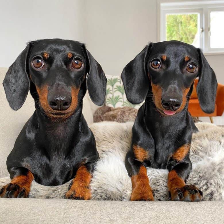 A mother and daughter Miniature Dachshund photo