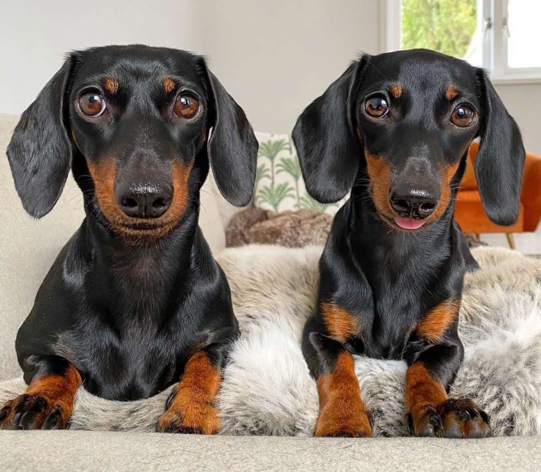 A mother and daughter Miniature Dachshund photo