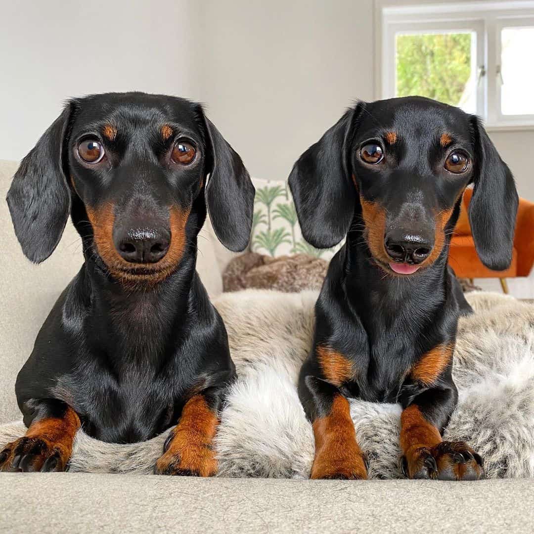 miniature doxie