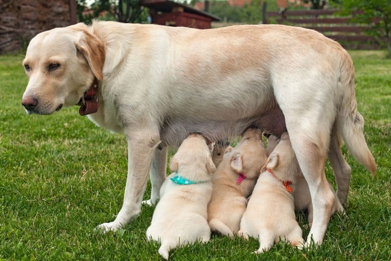 Mother Labrador Retriever dog feeding her puppies