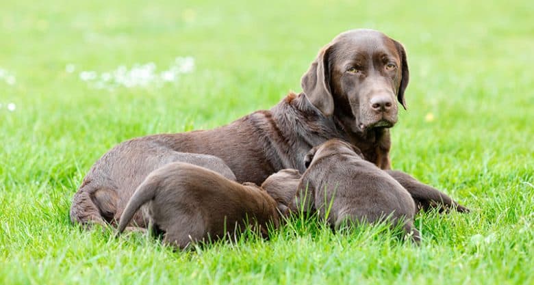 Matka Labrador Retriever ze swoimi szczeniaczkami