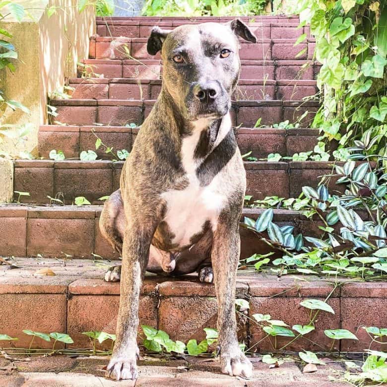 Massive Mountain Cur and Pit Bull mix dog sitting on the abandoned stairs