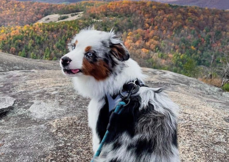 A Mini Australian Shepherd looking over stone mountain