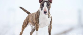 a Miniature Bull Terrier standing showing its muscles