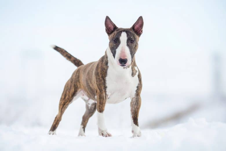 A Miniature Bull Terrier standing showing its muscles