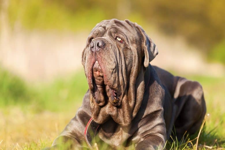 Neopolitan Mastiff outside looking at sunshine